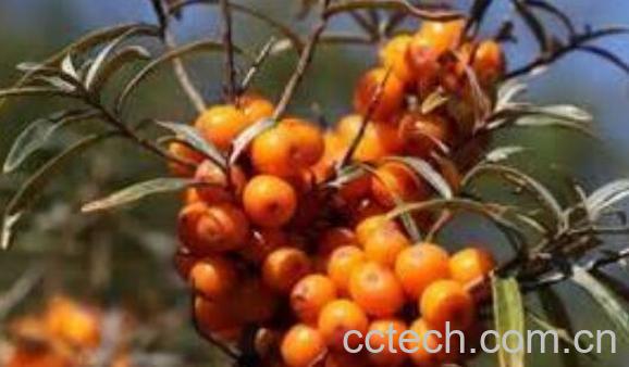 沙棘籽油的功效与作用 沙棘籽油怎么吃-0