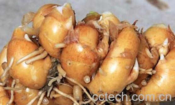 沙姜的功效与作用 沙姜的禁忌-1