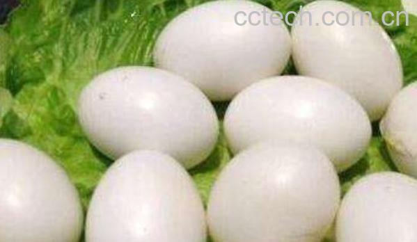 吃鸽子蛋的好处和坏处-1