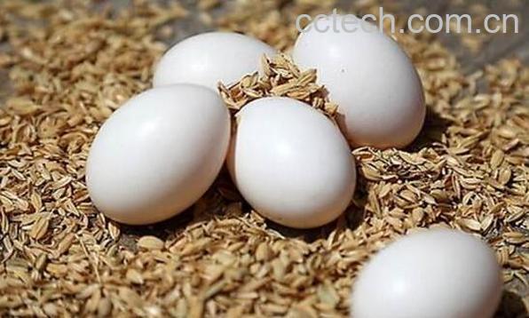 鸽子蛋的功效与作用 鸽子蛋的营养价值-1
