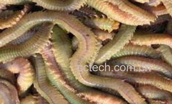 干沙蚕怎么食用 干沙蚕的吃法-0