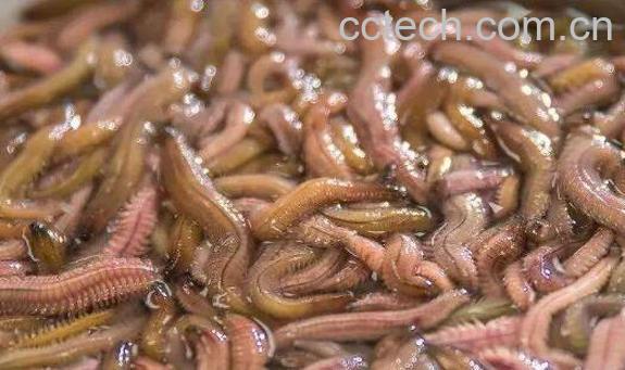 干沙蚕怎么食用 干沙蚕的吃法-1