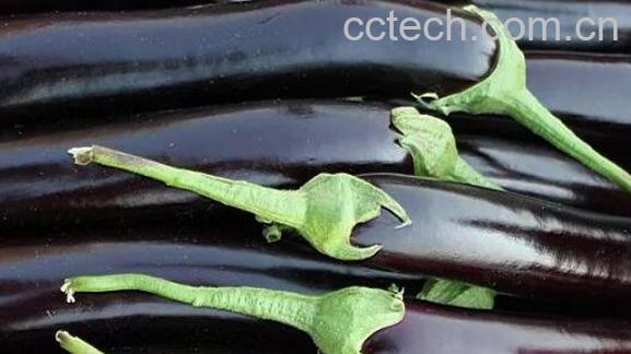 茄子蒂煮水哪些人能喝 茄子蒂煮水禁忌 -1