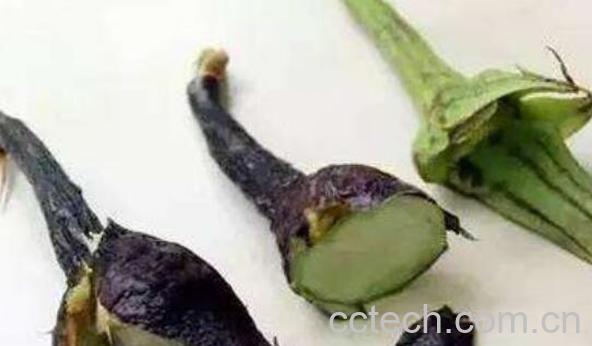 茄子蒂煮水哪些人能喝 茄子蒂煮水禁忌 -0