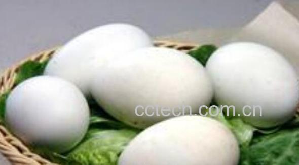 大雁蛋的功效与作用 大雁蛋的禁忌-0