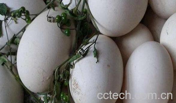 大雁蛋怎么吃 大雁蛋的家常做法大全-1