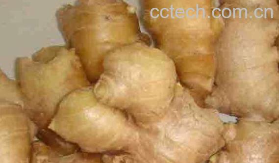 山明姜和东材姜的区别 吃山明姜的好处-0