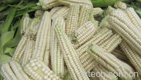 糯玉米的功效与作用 吃糯玉米的好处-0