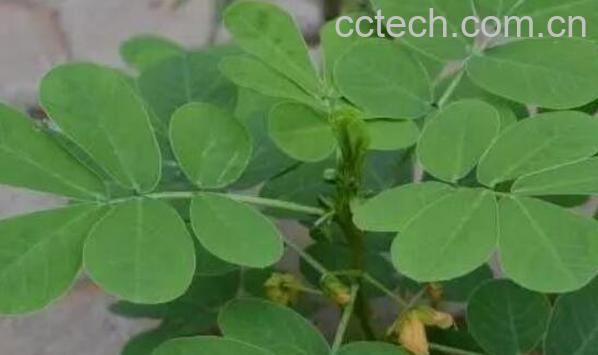 花生叶的功效与作用 花生叶泡水的危害-1