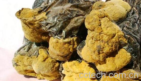 桑黄菇的功效与作用 桑黄菇的食用方法-0