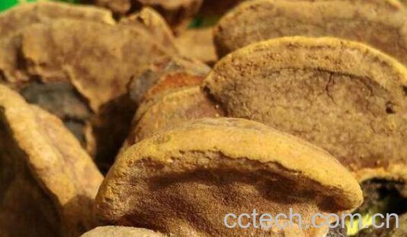 桑黄菇的功效与作用 桑黄菇的食用方法-1