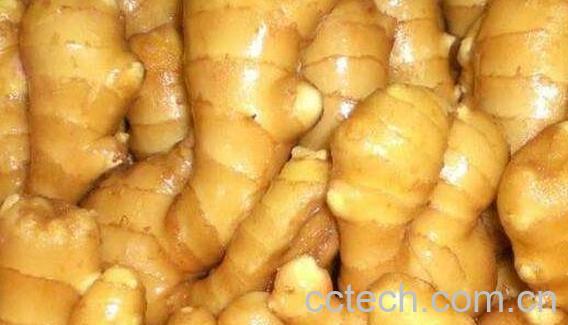 凤姜与普通姜的区别 凤姜的功效与作用-0