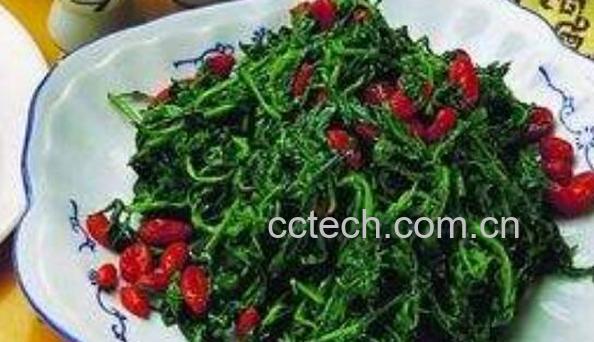 枸杞芽尖的功效与作用-1