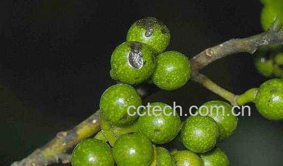 山胡椒怎么腌制 山胡椒的腌制方法-1