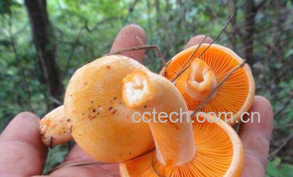 松菌菇的功效与作用 吃松菌菇的好处-0