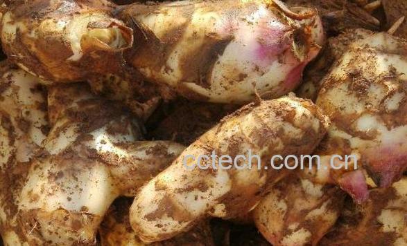 红芭蕉芋的功效和作用-0