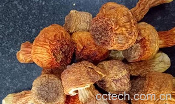 松菌菇的功效与作用 吃松菌菇的好处-1