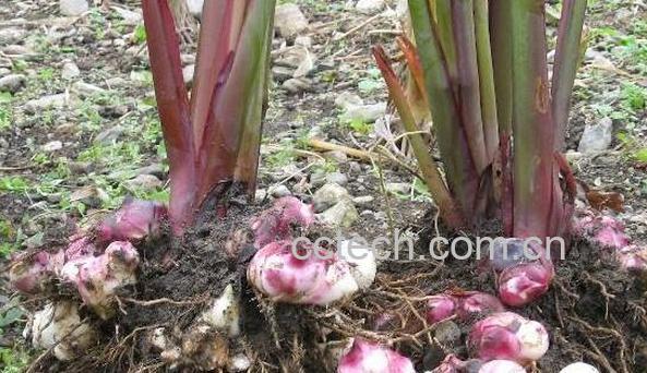 红芭蕉芋的功效和作用-1