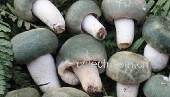 晒干的青头菌怎么吃 青头菌的正确食用方法-0