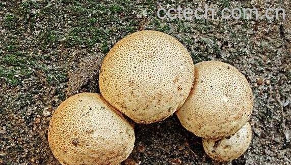 灰孢菇与马勃的区别 灰孢菇的功效与作用-0