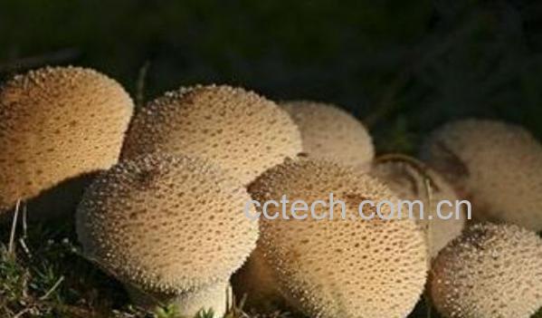 马勃菌的功效与作用 马勃菌怎么吃-0