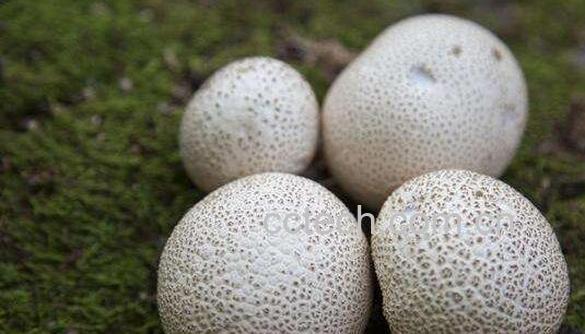 马勃菌的功效与作用 马勃菌怎么吃-1