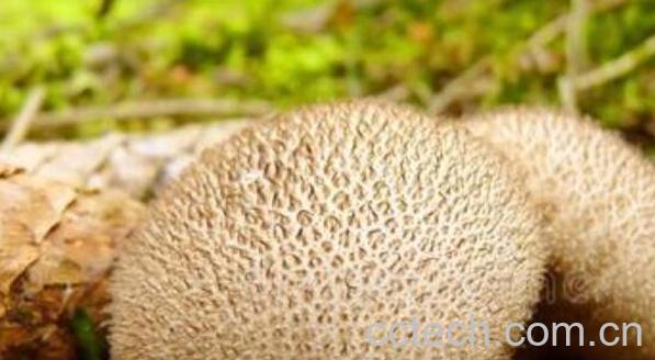 灰孢菇与马勃的区别 灰孢菇的功效与作用-1