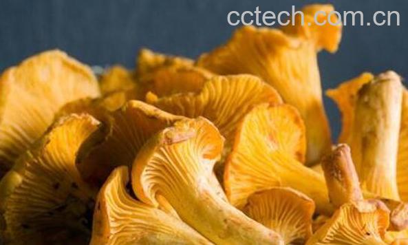 黄丝菌的功效和作用 黄丝菌的禁忌-0