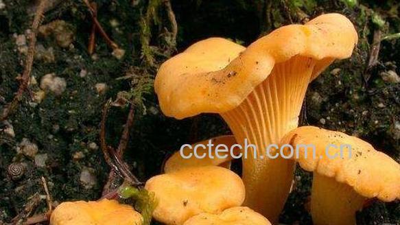 黄丝菌的功效和作用 黄丝菌的禁忌-1