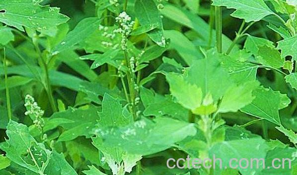 灰菜的功效与作用及副作用-0