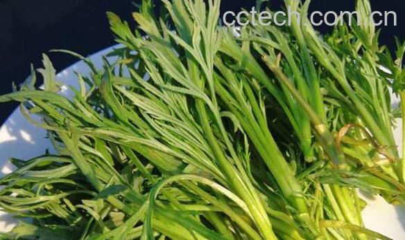 柳蒿芽的作用与功效及食用方法-0