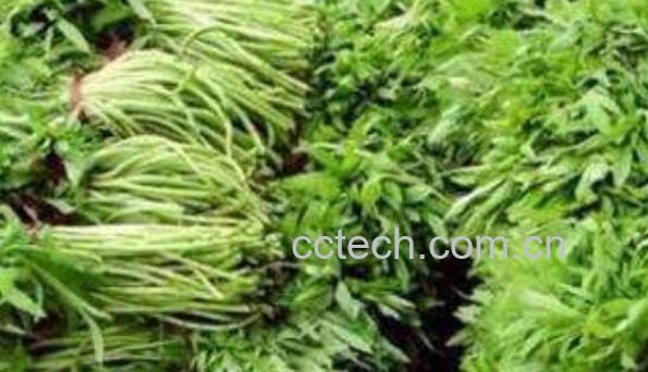 柳蒿芽的作用与功效及食用方法-1