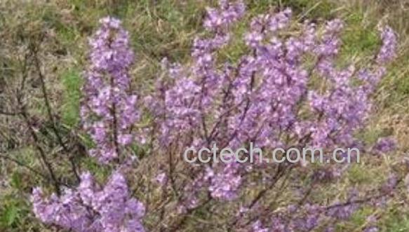 芫条根煮水喝的功效与作用 喝芫条根水注意什么-0