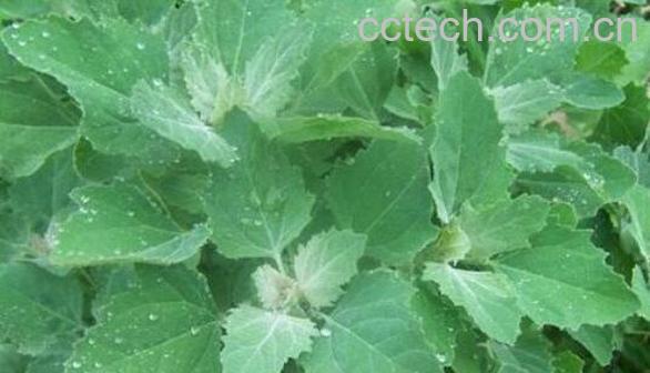 灰菜的功效与作用及副作用-1