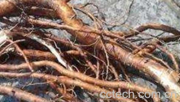 芫条根煮水喝的功效与作用 喝芫条根水注意什么-1