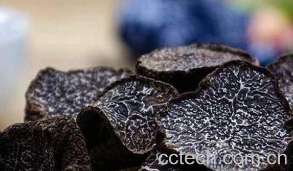 猪拱菌的功效与作用 猪拱菌的禁忌-0