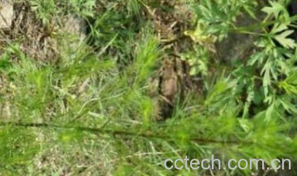 饽饽蒿的功效与作用 勃勃蒿有什么药用价值-1