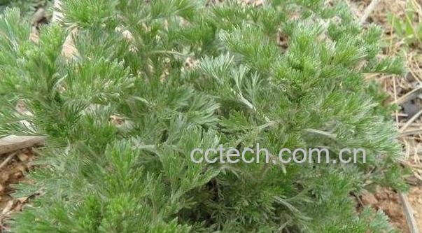 饽饽蒿的功效与作用 勃勃蒿有什么药用价值-0