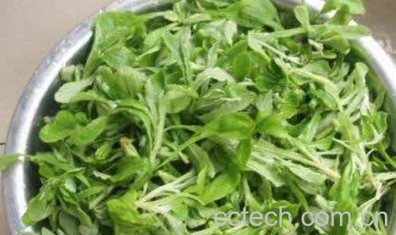 饽饽蒿怎么泡水 饽饽蒿怎么吃-1