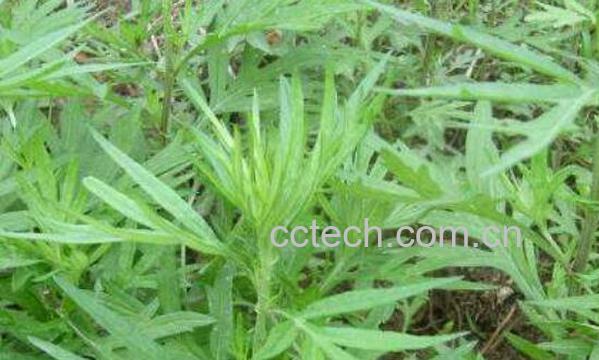 饽饽蒿怎么泡水 饽饽蒿怎么吃-0