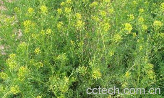 麦蒿油的功效与作用 麦蒿油怎么吃-0