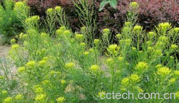 麦蒿的功效与作用 麦蒿的副作用-0