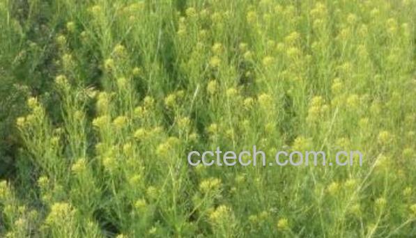 麦蒿油的功效与作用 麦蒿油怎么吃-1