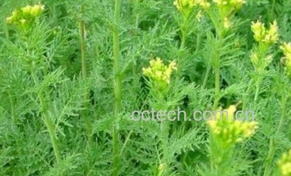 麦蒿的功效与作用 麦蒿的副作用-1