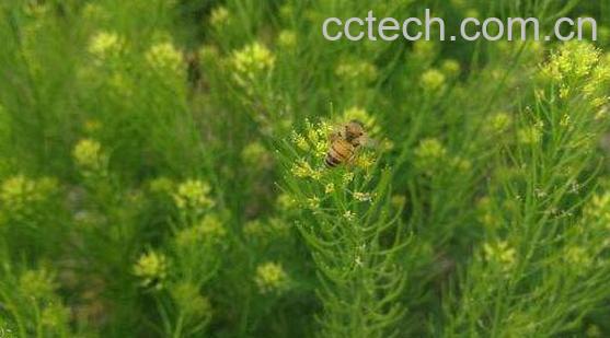 播娘蒿油的功效和作用-0