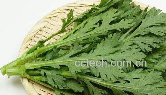 波波蒿的功效与作用-1