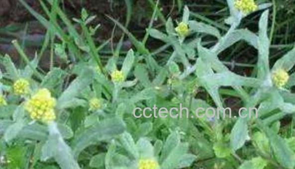 波波蒿的功效与作用-0