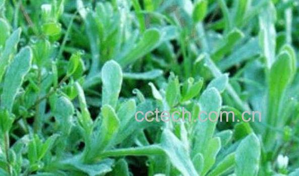 播娘蒿油的功效和作用-1