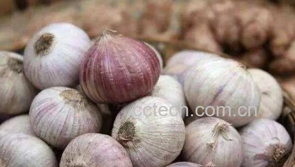 独蒜的功效与作用 独蒜的禁忌-0