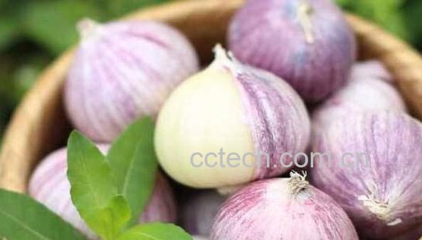 独蒜的功效与作用 独蒜的禁忌-1